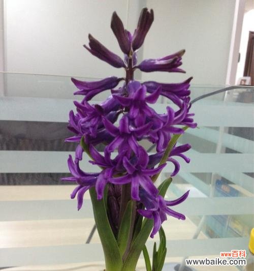 探索紫色风信子花语的深意 紫色风信子的象征意义