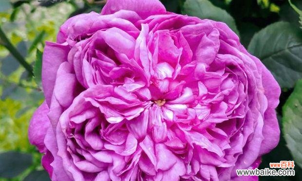 探索紫色月季的花语 紫色月季花语-神秘浪漫，传递深情