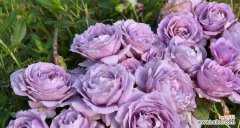 探索紫色月季的花语 紫色月季花语-神秘浪漫，传递深情