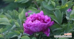 探索紫色牡丹的花语与意义 紫色牡丹花的神秘魅力