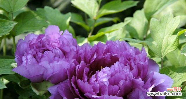 探索紫色牡丹的花语与意义 紫色牡丹花的神秘魅力