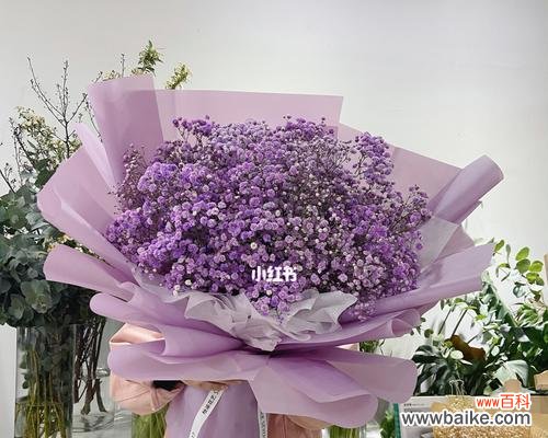 紫色满天星的神秘魅力和象征意义 紫色满天星的美丽意义