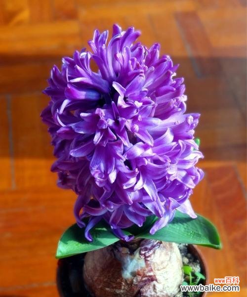 紫色花语风信子 紫色花语风信子的美丽传说