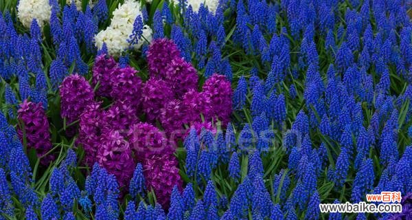 解读紫色风信子的10种花语 紫色风信子的花语