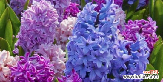 揭开紫色风信子的意义与象征 紫色风信子的神秘花语