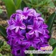 揭开紫色风信子的意义与象征 紫色风信子的神秘花语