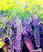 探秘紫藤花的神秘语言与迷人香气 紫藤花的花语与香味