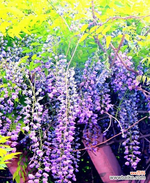 探秘紫藤花的神秘语言与迷人香气 紫藤花的花语与香味
