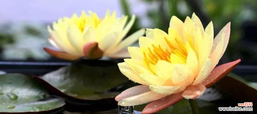 探寻紫睡莲花语与生命哲理 紫睡莲