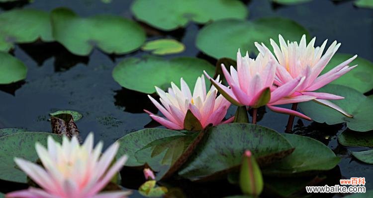探寻紫睡莲花语与生命哲理 紫睡莲