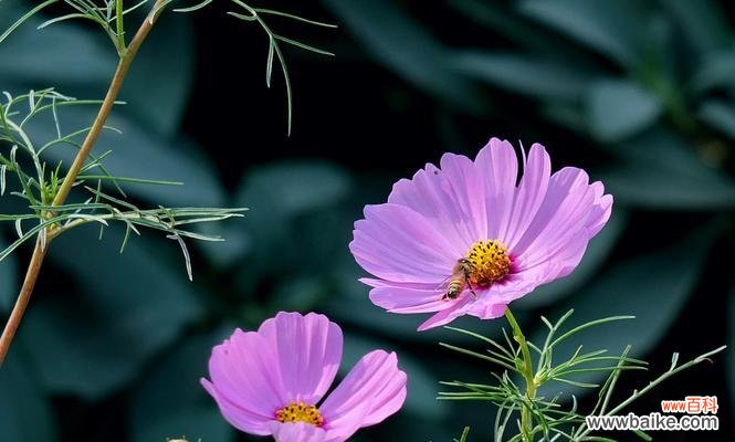 野菊花的花语与传说 紫色野菊花花语