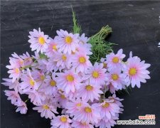 野菊花的花语与传说 紫色野菊花花语