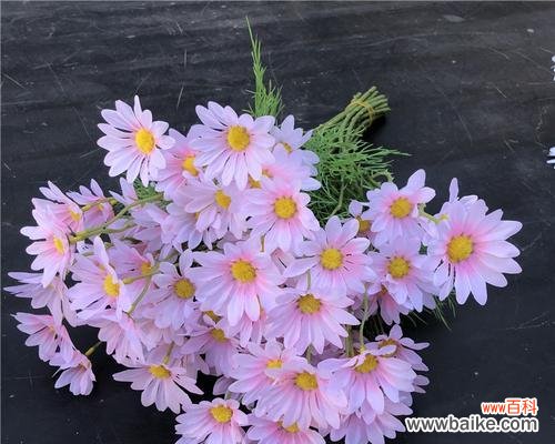 野菊花的花语与传说 紫色野菊花花语