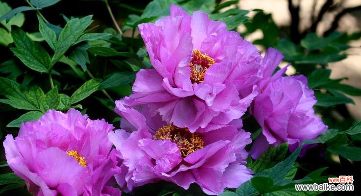 紫色牡丹花的传世之美与生命之谜 紫色牡丹花