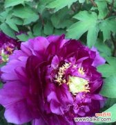 紫色牡丹花的传世之美与生命之谜 紫色牡丹花