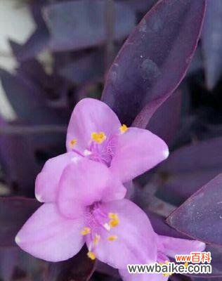 深入解读紫竹梅花的内涵 紫竹梅花语