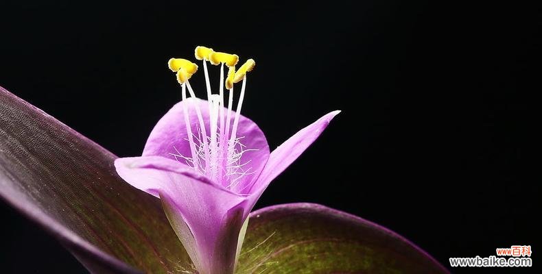 深入解读紫竹梅花的内涵 紫竹梅花语