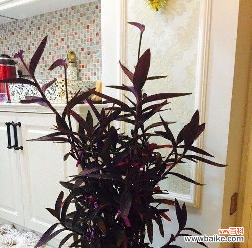 深入解读紫竹梅花的内涵 紫竹梅花语