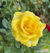 探秘紫月季花语的奇妙之处 紫月季花语——寓意浪漫与祝福