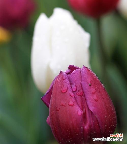 紫郁金香花语的含义和传播方式 紫郁金香的花语——传达永恒的爱情与尊重