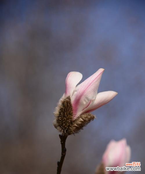 揭示紫玉兰的美丽内涵 紫玉兰花的寓意与魅力