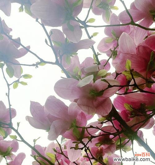 揭示紫玉兰的美丽内涵 紫玉兰花的寓意与魅力