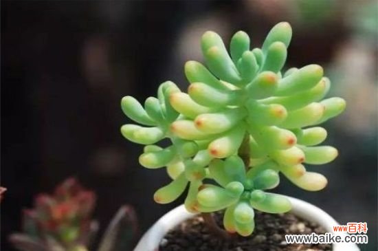 多肉发霉怎么办?多肉发霉的救治方法