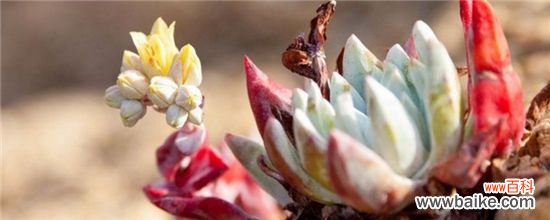 多肉发霉怎么办?多肉发霉的救治方法