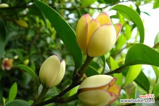 含笑花的枝干变黑掉叶原因及解决方法