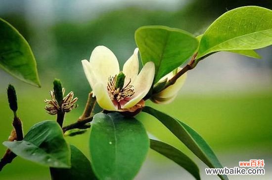 含笑花的枝干变黑掉叶原因及解决方法