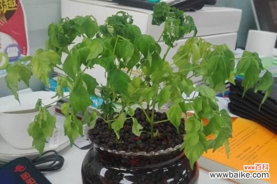 幸福树掉叶子如何挽救？幸福树掉叶子挽救方法