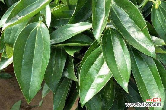 平安树干叶是怎么回事