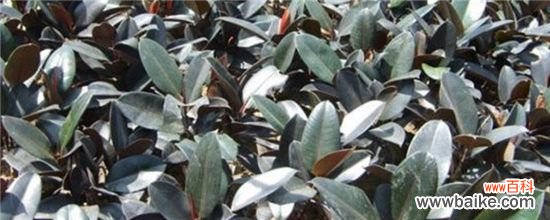 橡皮树叶子变黄的四种原因,你都知道了吗