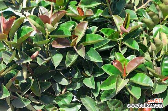 橡皮树叶子变黄的四种原因,你都知道了吗