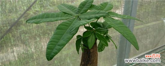 发财树黄叶子是什么原因