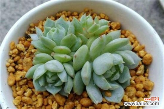 静夜黑腐病的4个步骤处理办法