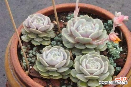 静夜黑腐病的4个步骤处理办法