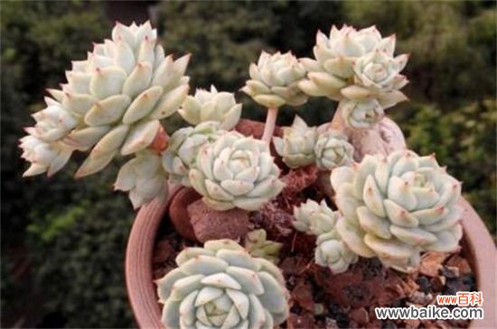 静夜黑腐病的4个步骤处理办法