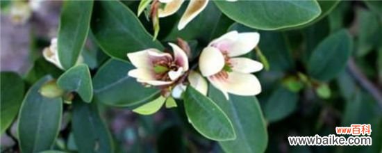 含笑花出现黑斑发黄掉叶子的原因及解决方法