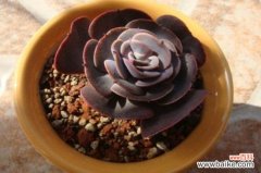 红粉台阁常见病虫害及防治方法，黑腐病需多菌灵药剂喷杀