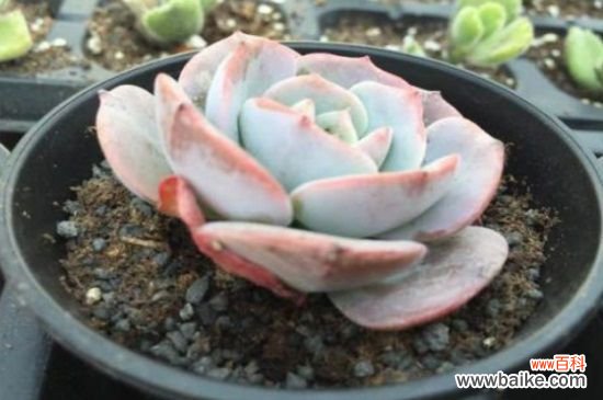 红粉台阁常见病虫害及防治方法，黑腐病需多菌灵药剂喷杀