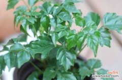 春天幸福树老是掉叶子怎么办？幸福树掉叶的解决办法