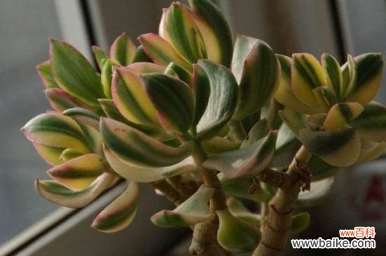 花月锦烂根怎么办？花月锦烂根解决方法