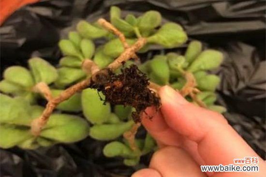 花月锦烂根怎么办？花月锦烂根解决方法