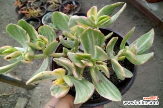 花月锦烂根怎么办？花月锦烂根解决方法