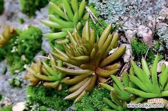 瓦松家庭养护常见问题及处理方法，详解烂根处理以及病害防治