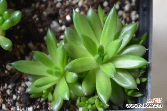 瓦松家庭养护常见问题及处理方法，详解烂根处理以及病害防治