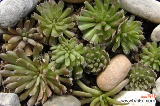 瓦松家庭养护常见问题及处理方法，详解烂根处理以及病害防治