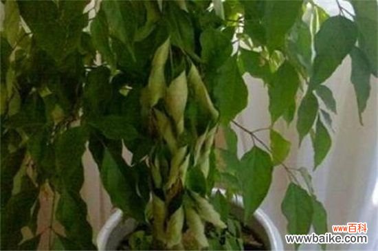 幸福树叶子干了怎么办