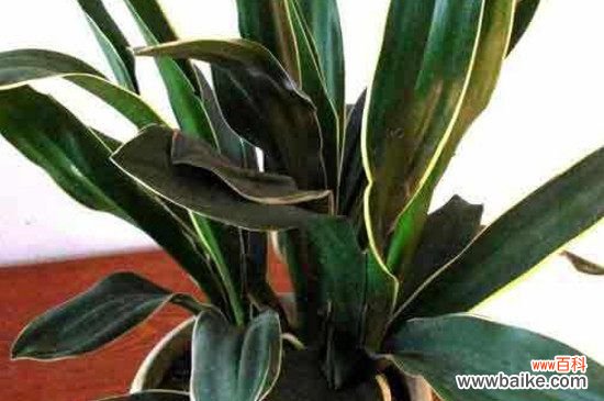 万年青叶子黄了是怎么回事